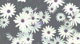 Timeline: SIMPLEMENTE SON CANCIONES