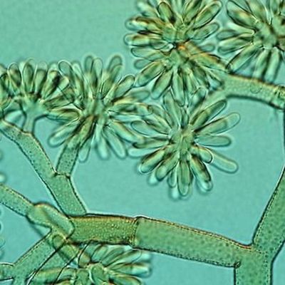 Timeline: Historia de la Micología