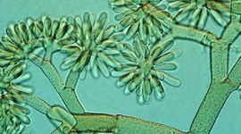 Timeline: Historia de la Micología