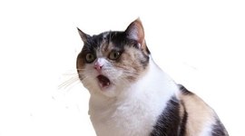 Timeline: ничо не понятно