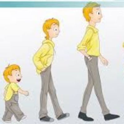 Timeline: Stages Of Development