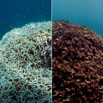 Timeline: Global Warming is Causing our Coral Reefs to Die