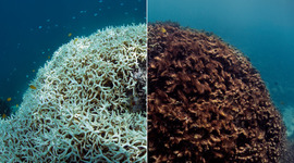 Timeline: Global Warming is Causing our Coral Reefs to Die