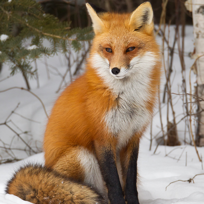 Timeline: Espacios naturales protegidos.