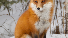 Timeline: Espacios naturales protegidos.