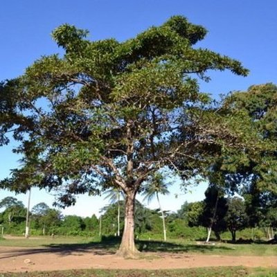 Timeline: Projeto Plantando o Futuro