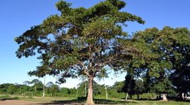 Timeline: Projeto Plantando o Futuro