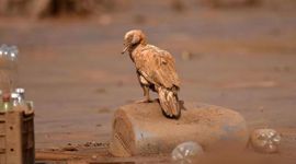 Timeline: Desastre de Mariana