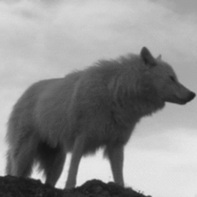 Timeline: la fuerza del lobo es la manada y la fuerza de la manada es el lobo