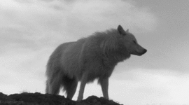 Timeline: la fuerza del lobo es la manada y la fuerza de la manada es el lobo