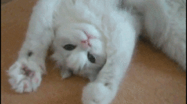 Timeline: Alejandra Sabatès