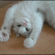 A cat gif kittie paws