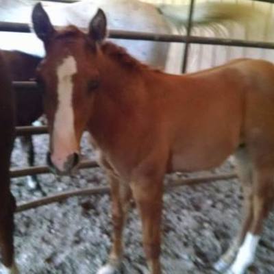 Timeline: Training Tye!