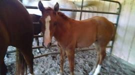 Timeline: Training Tye!