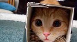 Timeline: Trabajo 8a