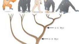 Timeline: GLI OMINIDI