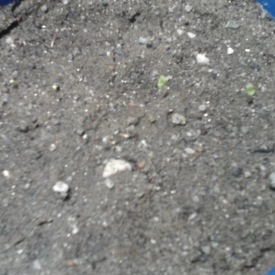 Timeline: robo de renault