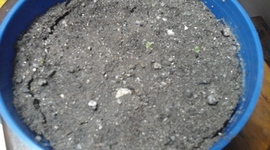 Timeline: robo de renault