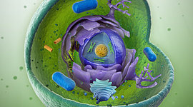 Timeline: La teorìa  Celular