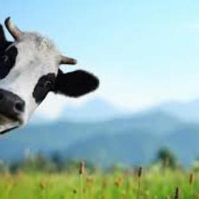 Timeline: EVOLUCIÓN DE LA EMPRESA YOGO NUTRI