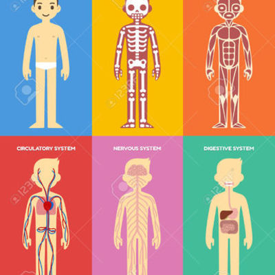 Timeline: PLANEACION DE CLASES EL CUERPO HUMANO