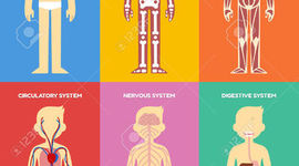 Timeline: PLANEACION DE CLASES EL CUERPO HUMANO