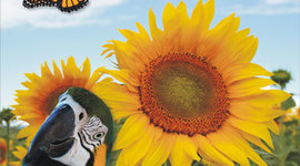 Timeline: Historia de la ecologia