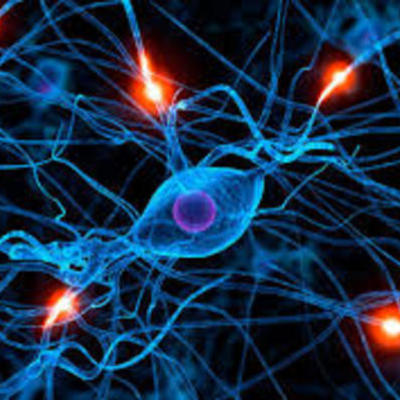 Timeline: PRINCIPALES APORTACIONES A LA TEORÍA CELULAR