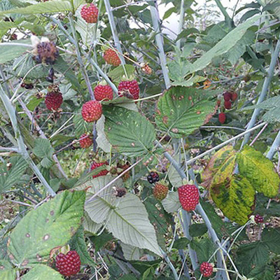Timeline: Reproducción de mora sin espinos (Rubus glaucus Benth)