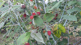 Timeline: Reproducción de mora sin espinos (Rubus glaucus Benth)