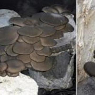 Timeline: Producción del hongo ostras sobre madera