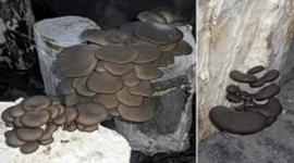 Timeline: Producción del hongo ostras sobre madera