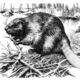 Beaver