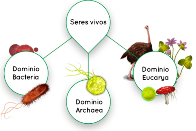 La Clasificación de especies timeline | Timetoast timelines
