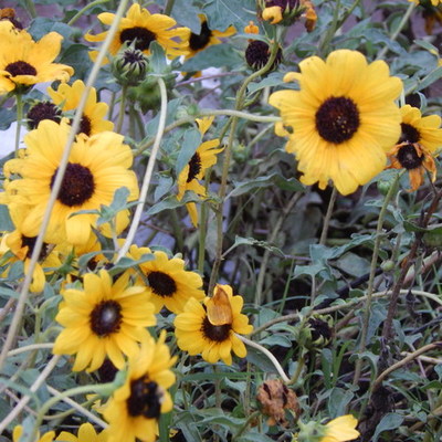 Timeline: 8 de marzo