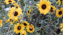 Timeline: 8 de marzo