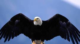 Timeline: 1301 Timeline Project