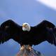 Bald eagle wingspan 1024x768