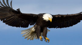 Timeline: 1301 Timeline Project