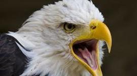 Timeline: 1301 Timeline Project