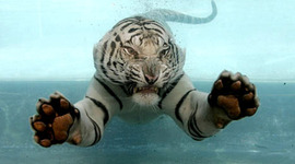 Timeline: regular world geographic Irving High School.