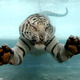 White tiger swimming