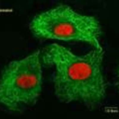 Timeline: A History of Cell Biology