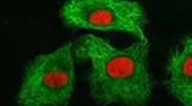 Timeline: A History of Cell Biology