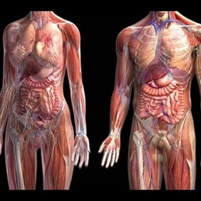 Timeline: EL DESCUBRIMIENTO DEL CUERPO HUMANO