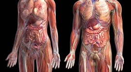Timeline: EL DESCUBRIMIENTO DEL CUERPO HUMANO
