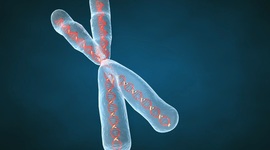 Timeline: Historia de las mutaciones