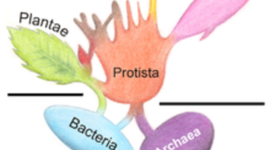 Timeline: La Evolución