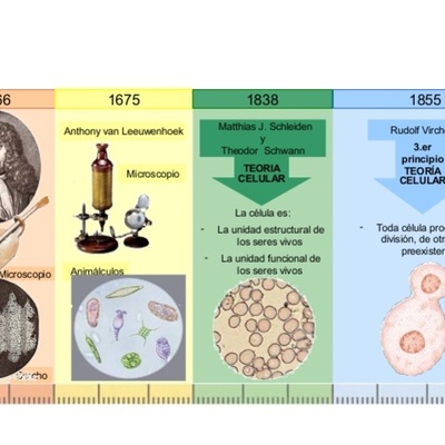 Timeline: Los científicos y el descubrimiento de la célula