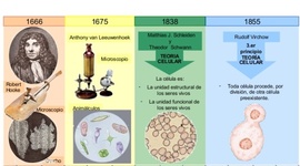 Timeline: Los científicos y el descubrimiento de la célula